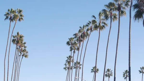 Row of palm trees on street near Los Angeles, California coast, beach vacations. — Stock Photo, Image