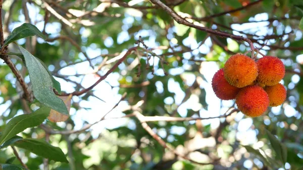Çilek ağacı meyvesi, İrlanda arbutusu unedo üzümü, kain kamışı elması. Avrupa bitkileri. — Stok fotoğraf