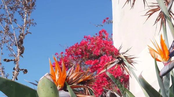 Bougainvillea i kwiat żurawia w ogrodzie, strelitzia pomarańczowy lub rajski ptak. — Zdjęcie stockowe