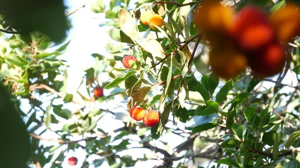 Fruto de fresa, arbuto irlandés unedo berry, cain cane apple. Europa flora. — Foto de Stock