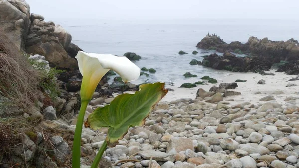 Calla lelie witte bloem, kiezelstrand, Monterey, Californië mistige oceaan kust. — Stockfoto