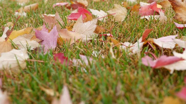 Otoño seco arce amarillo hojas caídas, hoja de otoño naranja en el viento en el suelo. — Foto de Stock