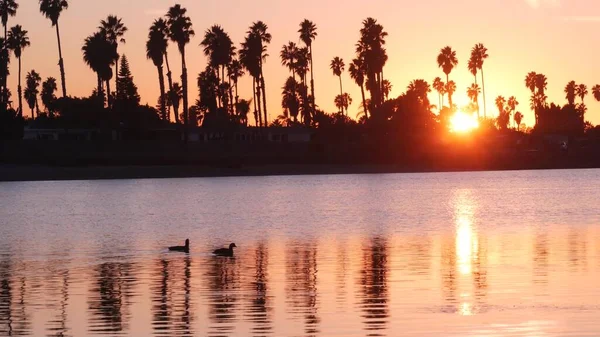 Many palm trees silhouettes reflection, sunset ocean beach, California coast USA — Stock Photo, Image