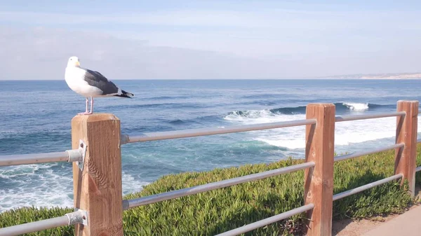 Fale oceaniczne na plaży, powierzchnia wody morskiej, Kalifornia USA. Ptak mewa na balustradzie — Zdjęcie stockowe