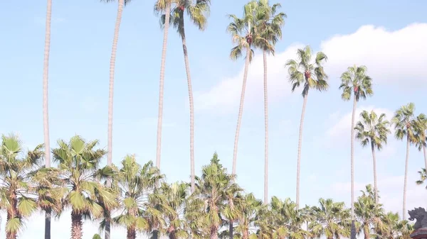 Řada palem na ulici v blízkosti Los Angeles, Kalifornské pobřeží, dovolená na pláži. — Stock fotografie