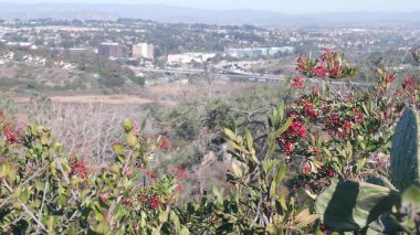 Torrey Pines eyalet parkı, doğal rezerv, yürüyüş ve patika, Kaliforniya