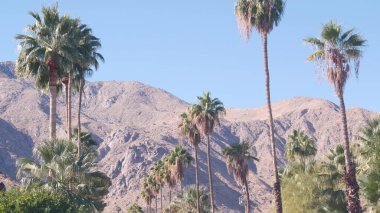 Palmiye ağaçları ve dağlar, Palm Springs, Kaliforniya çöl vadisi vahası Flora USA