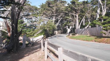 Sahne 17 mil, Monterey, California. Selvi ağacı ormanına yolculuk.