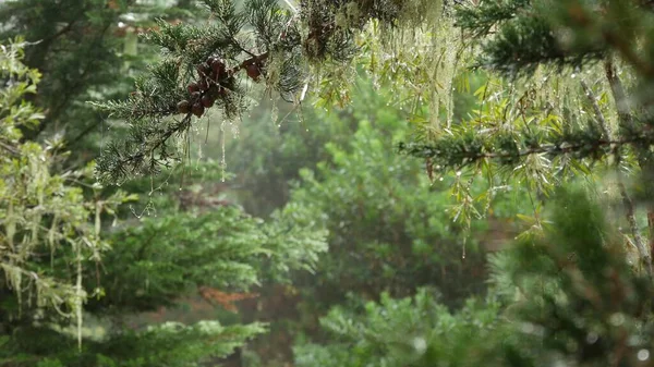 Mousse de lichen de dentelle suspendue, brouillard brumeux arbres forestiers. Fairy mysterious woods, États-Unis. — Photo