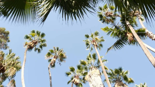 Palme sulla strada vicino a Los Angeles, costa della California, vacanze estive sulla spiaggia. — Foto Stock