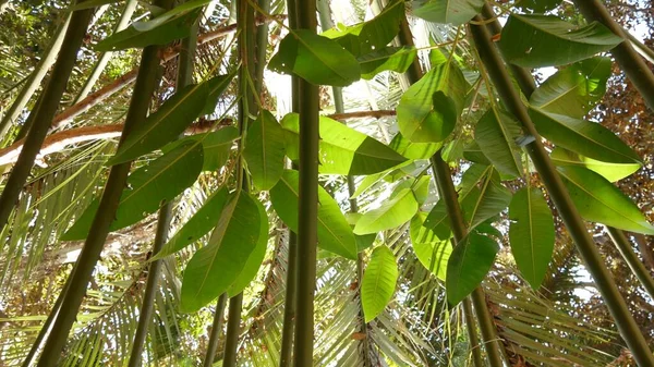 熱帯ジャングルの森やエキゾチックなアマゾン熱帯雨林、ヤシの木の緑豊かな葉. — ストック写真