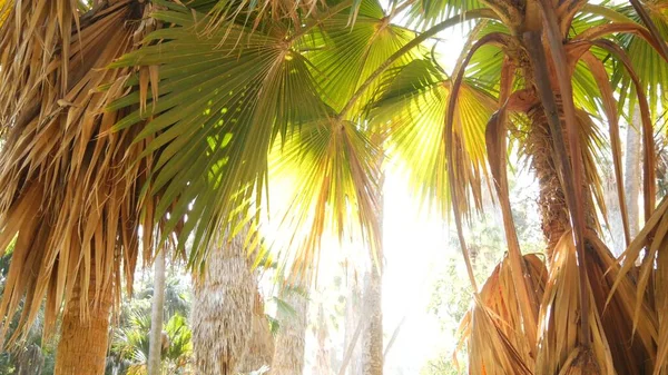 Tropical trees in sunny jungle forest, exotic amazon rainforest or palm canyon.