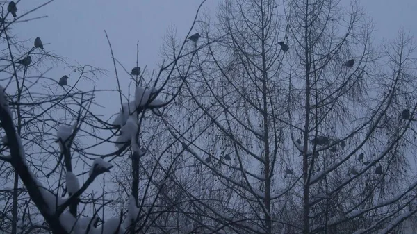 Cuervo negro aves bandada, rama desnuda sin hojas, muchos cuervos oscuros en el árbol en invierno — Foto de Stock