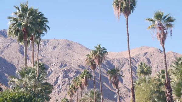 Pálmafák és hegyek, Palm Springs, California desert valley oasis flora Amerikai Egyesült Államok — Stock Fotó