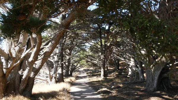 Ormanda ya da ormanda yol, korulukta yol. Kozalaklı çam ağacı. Kaliforniya