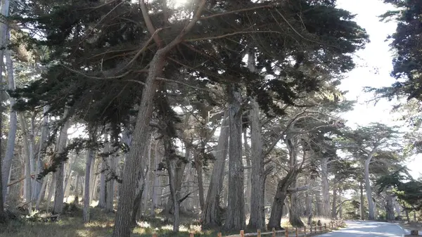 Scenisk 16-mils bilresa, Monterey, Kalifornien. Road resa genom cypress träd skog. — Stockfoto