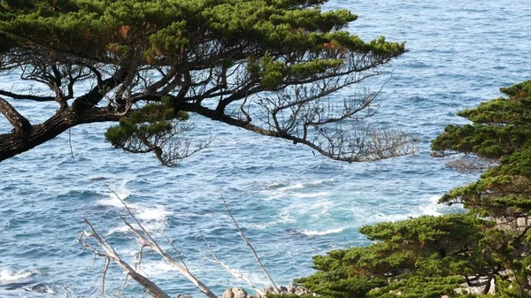 Rotskust, oceaangolven, cipressen dennenboom, 17 mijl rijden, Monterey, Californië — Stockfoto