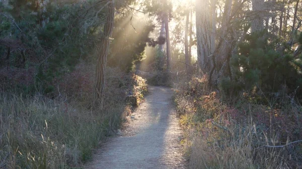 Pad in bos of bos, pad in bos. Naaldcipressenboom. Californië Stockfoto