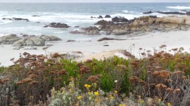 17 mil, Monterey California. Kayalık okyanus kıyıları, dalga. Bitki çiçekleri