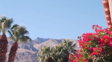 Palmiye ağaçları, begonviller çiçek açar, çöl dağları, Palm Springs.