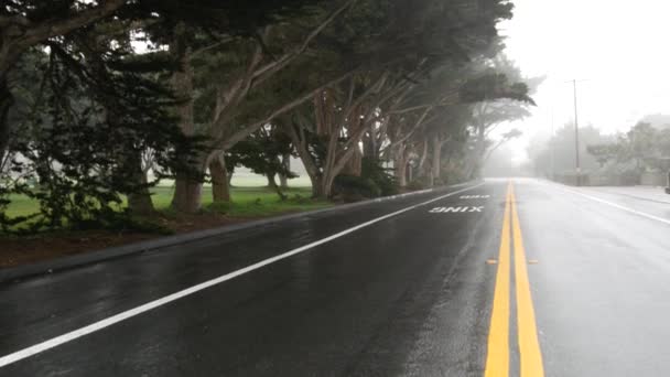 Asfalto de estrada molhada no nevoeiro, floresta enevoada. Fila de árvores, neblina chuvosa, Califórnia EUA. — Vídeo de Stock