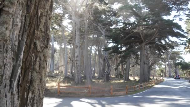 Scenic 17 mil berkendara, Monterey, California. Perjalanan melalui hutan pohon cemara. — Stok Video