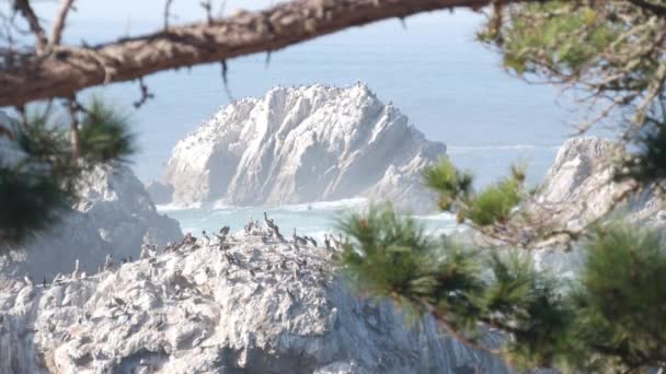 Pelicanen kudde, rotsachtige klif eiland, oceaan, Point Lobos, Californië. Vogels vliegen — Stockvideo
