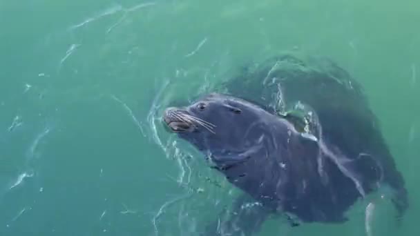 Wildes Robben- oder Seelöwenschwimmen, Meerwasser, großes Alphamännchen. Kalifornische Tierwelt — Stockvideo