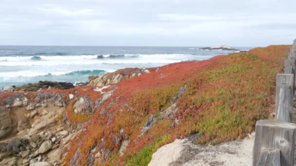 17-mils bilresa, Monterey, Kalifornien. Klippiga havskust, vågor. Suckulenter — Stockvideo