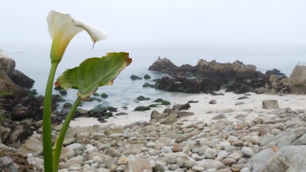 Calla lily white flower, pebble beach, Monterey, California fumgy ocean coast. — стоковое видео