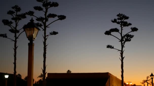 黄昏时分,西加州,美国,西加州,野西灯笼.. — 图库视频影像