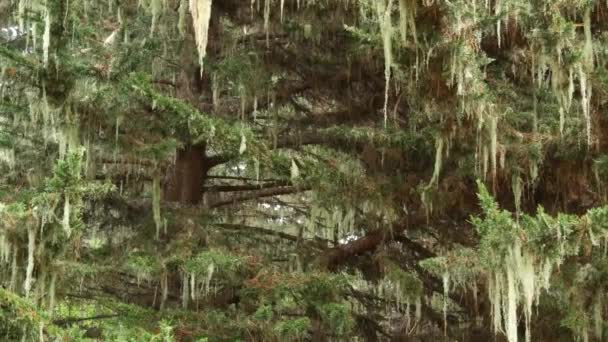 Kant korstmos hangend, mistige mistige bosbomen. Fairy mysterieuze bossen, Verenigde Staten. — Stockvideo