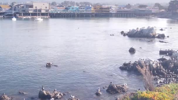Zeeleeuw, gevlekte zeehond, meeuwenvogels. Oude visserswerf, Monterey baai — Stockvideo