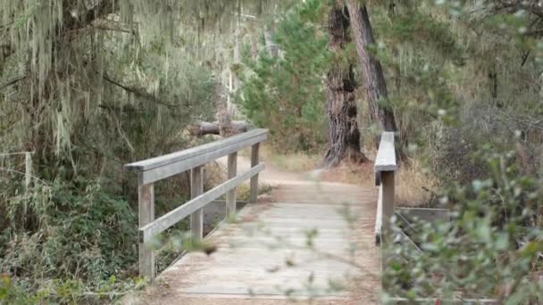 Ścieżka w lesie lub gaju. Sosna, koronkowy mech porostów wiszący. Most drewniany — Wideo stockowe