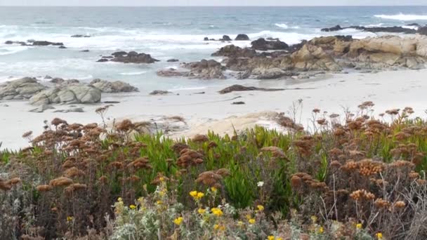 17 millas en coche, Monterey California. Rocky escarpada costa del océano, ola. Flores de hierbas — Vídeos de Stock