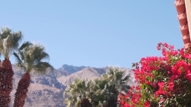 Palmiye ağaçları, begonviller çiçek açar, çöl dağları, Palm Springs. — Stok video