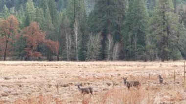 Vahşi geyik ailesi otluyor, Yosemite Vadisi 'nde çayır, California vahşi yaşam alanı..