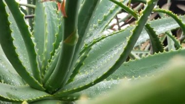 Aloe vera, çiy ya da yağmur suyu damlaları, taze sulu nemli bitki yaprakları