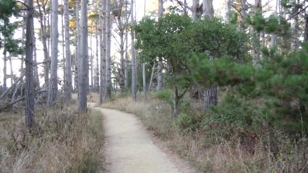 Sentiero nel bosco o nel bosco, sentiero nel boschetto. Cipresso di conifere. California — Video Stock