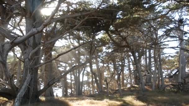 Twisted gnarled trees in forest. Bois sec mystique, pinèdes cyprès dans la mousse. — Video