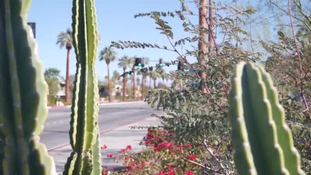 Palmeras, flores y cactus, Palm Springs city street, California road trip. — Vídeo de stock