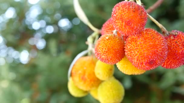 Φρούτα φράουλας, ιρλανδέζικο αρβούτο, αγριοκαστάρι. Ευρωπαϊκή χλωρίδα. — Αρχείο Βίντεο