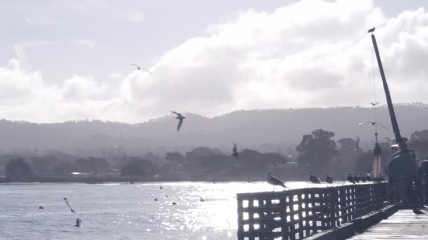 Aves de gaviota, puerto, puerto, muelle o muelle de pescadores, industria pesquera, pesca. — Vídeo de stock