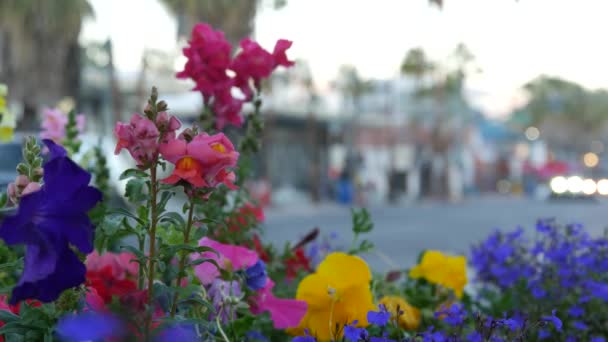 Palmetrær og blomster, Palm Springs gate, California sommertur. – stockvideo