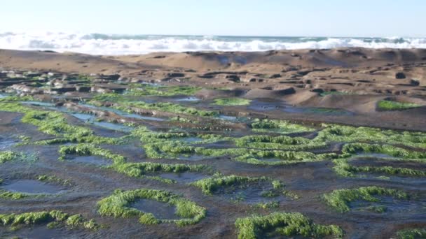 Eroded medence sziklaképződés Kaliforniában. Tidepool apály-apály zóna — Stock videók