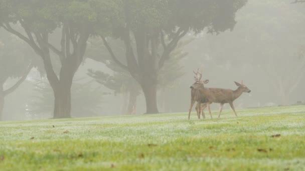 Дикий самец оленя с рогами пасутся, зеленая трава газона. Туманные леса. — стоковое видео