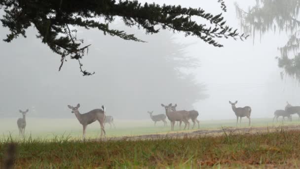 Wild young fawn deer, family grazing, cypress tree in foggy forest. California. — Stock Video