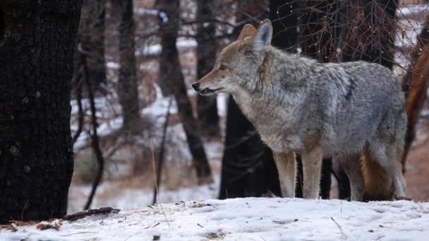 Lobo selvagem, coiote ou coywolf, inimigos nevados do inverno, fauna da vida selvagem de Califórnia, EUA — Vídeo de Stock