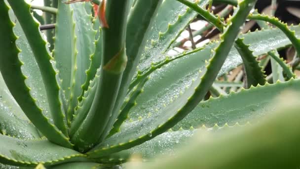 Aloe vera, çiy ya da yağmur suyu damlaları, taze sulu nemli bitki yaprakları — Stok video