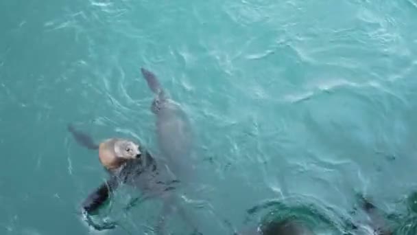 야생 동물 서식지, 바다에서 헤엄치고 있는 많은 바다사자 무리. California — 비디오